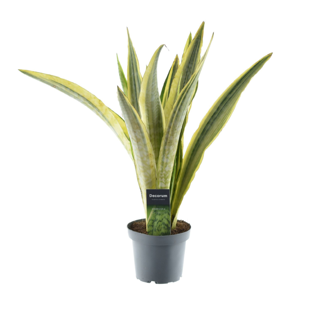 thuja gegen whlmuse Whlmaus-Frei Granulat 300g