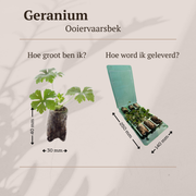 Geranium pluggen, kweek een kleurrijke tuin, 6 stuks