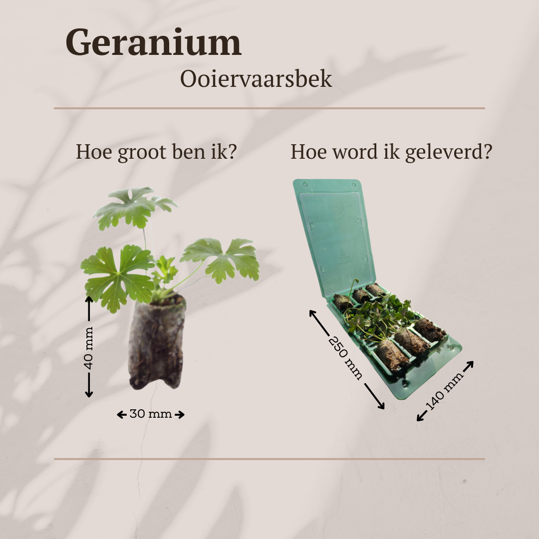 Geranium pluggen, kweek een kleurrijke tuin, 6 stuks, detail van het blad