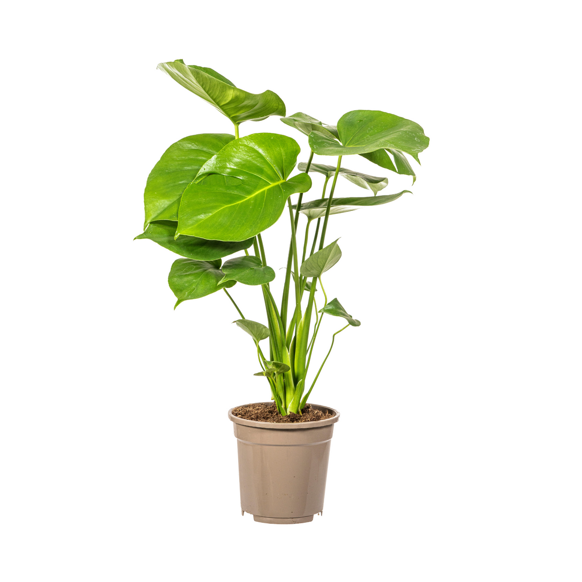 Monstera Deliciosa Tauerii, detail van het blad