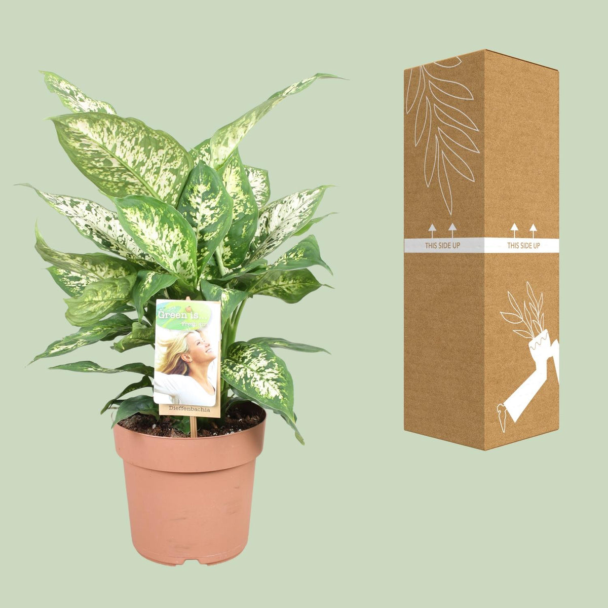 Detailfoto van Dieffenbachia Compacta