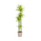 Dracaena Deremensis Lemon Lime, plant in pot