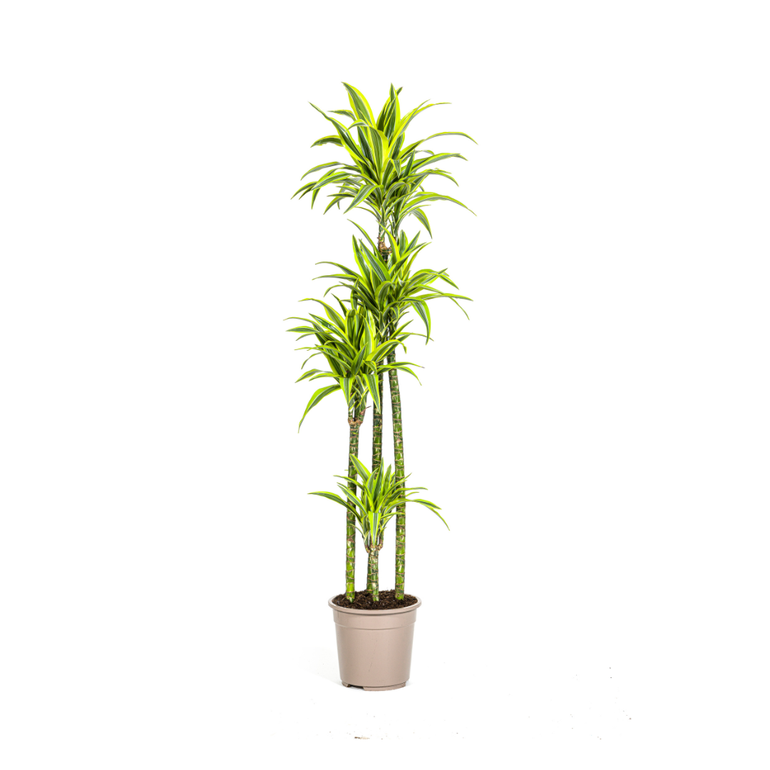 Dracaena Deremensis Lemon Lime, plant in pot