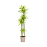 Dracaena Deremensis Lemon Lime