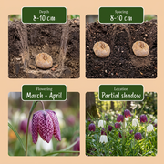 Kievitsbloem bloembollen mix, paars en wit, foto 4