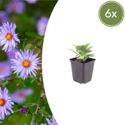 6x Aster frikartii &