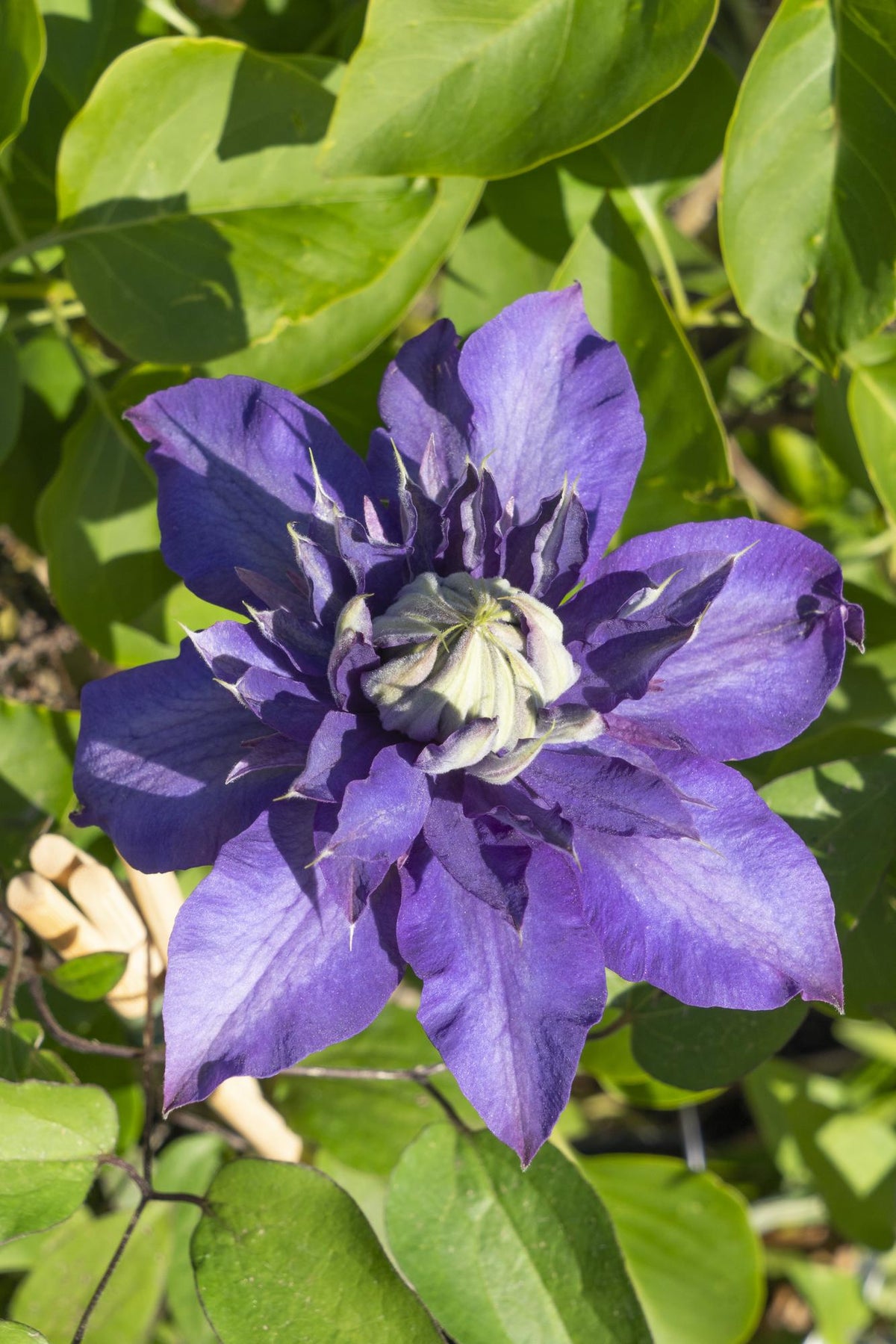 Productfoto van Clematis Multi Blue - Clematis Blauw