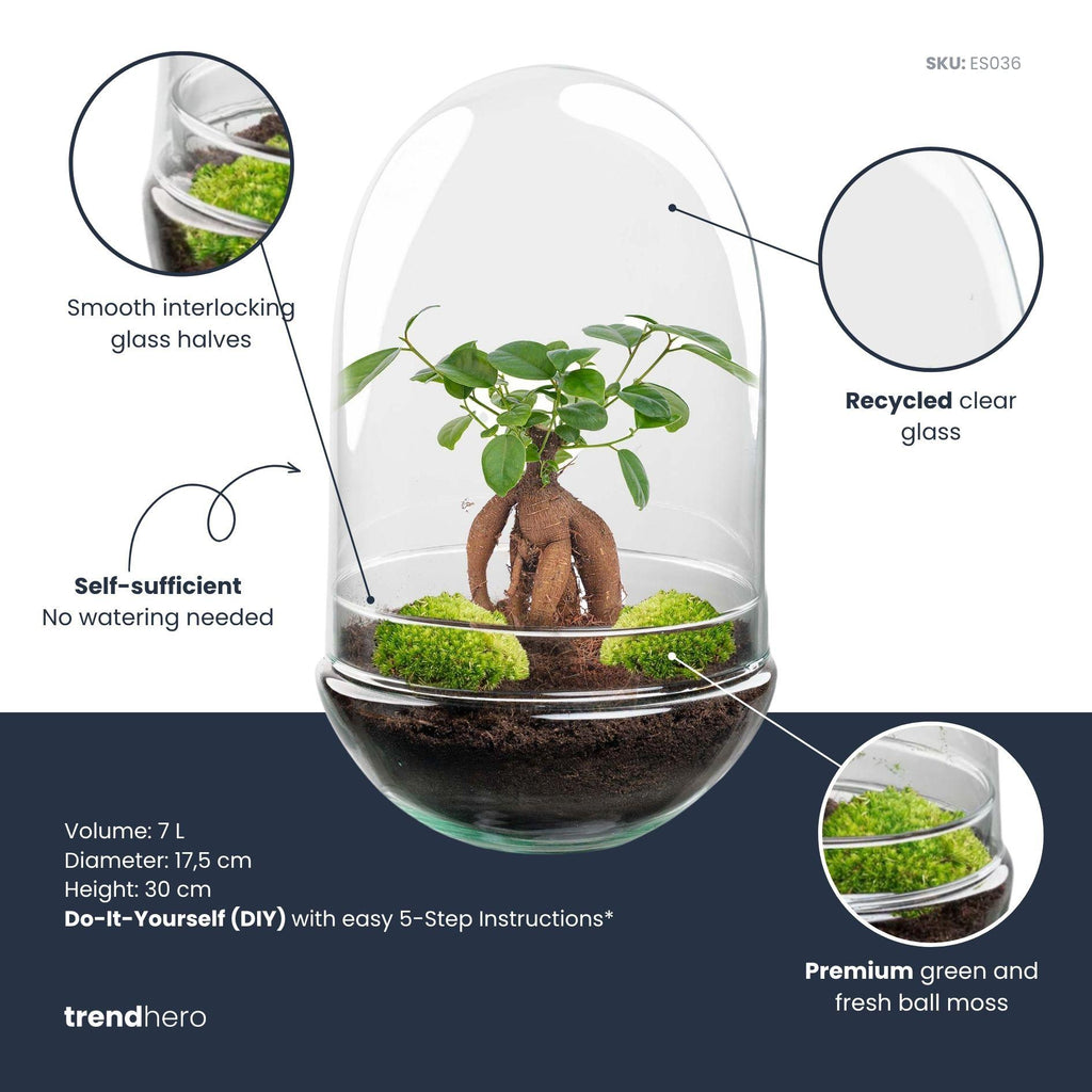 Detailfoto van DIY Planten terrarium tweedelig bolglas - Egg XL Bonsai
