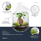 Detailfoto van DIY Planten terrarium tweedelig bolglas - Egg XL Bonsai