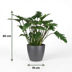 Philodendron Xanadu met grijze pot, groeiwijze van de plant