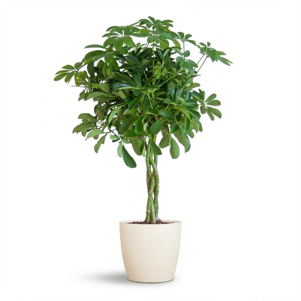 Schefflera Arab Nora met witte pot, plant in pot