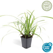 Carex morrowii &