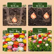 Gevulde tulpen mix bloembollen, Double mix, foto 4