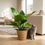 Philodendron Imperial Green met Mand, kenmerkend blad