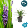 12x Liriope muscari 'Big Blue'