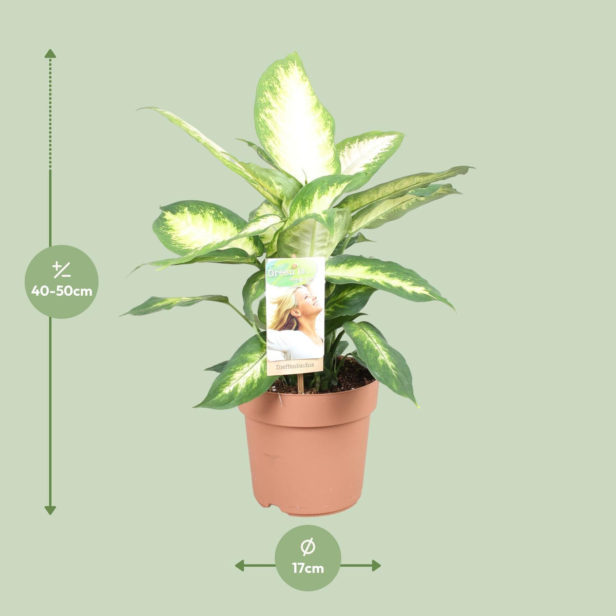 Detailfoto van Dieffenbachia Camilla