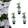 Clematis 'Miss Bateman' klimplant, wit, P9 pot