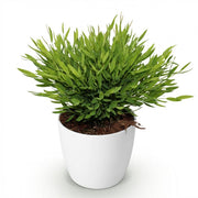 Pogonatherum Monica - Kamerbamboe - Met witte pot