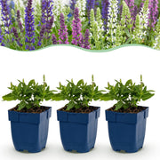 Salie Tricolour, 6x met paarse, roze en witte bloemen