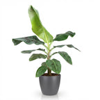 Musa acuminata Dwarf Cavendisch, groene bladeren
