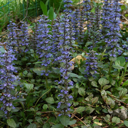 Kruipend zenegroen Ajuga reptans, bodembedekker, 6 pluggen