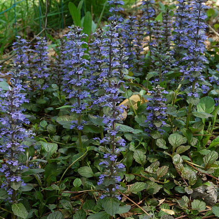 Kruipend zenegroen Ajuga reptans, bodembedekker, 6 pluggen