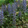 Kruipend zenegroen Ajuga reptans, bodembedekker, 6 pluggen