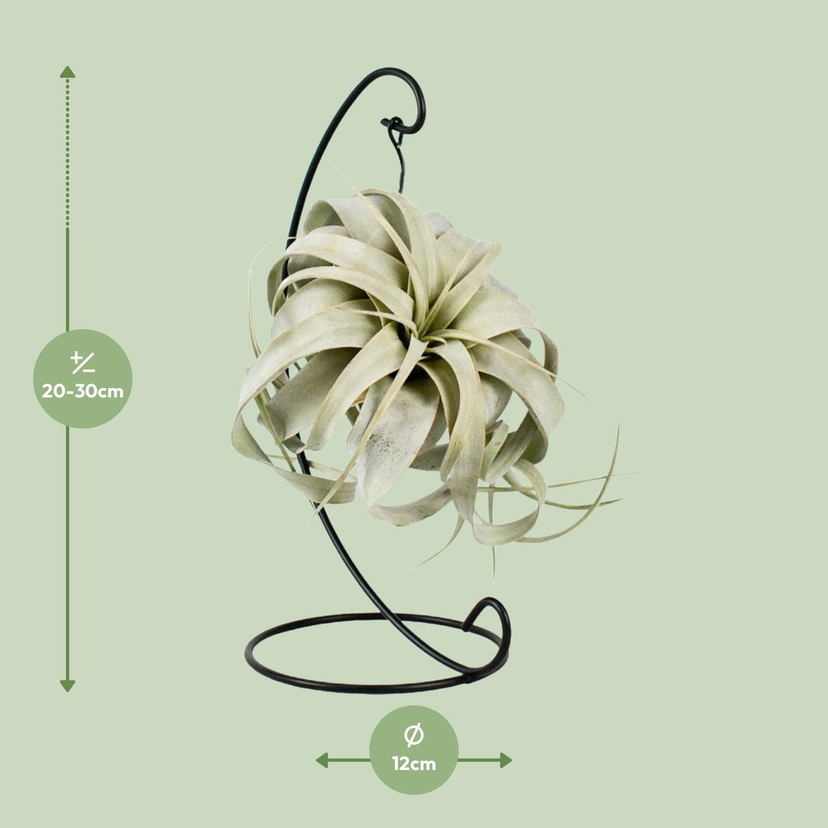 Tillandsia King Xero, detail van het blad