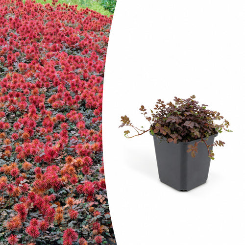 Acaena microphylla 'Kupferteppich', plant in pot