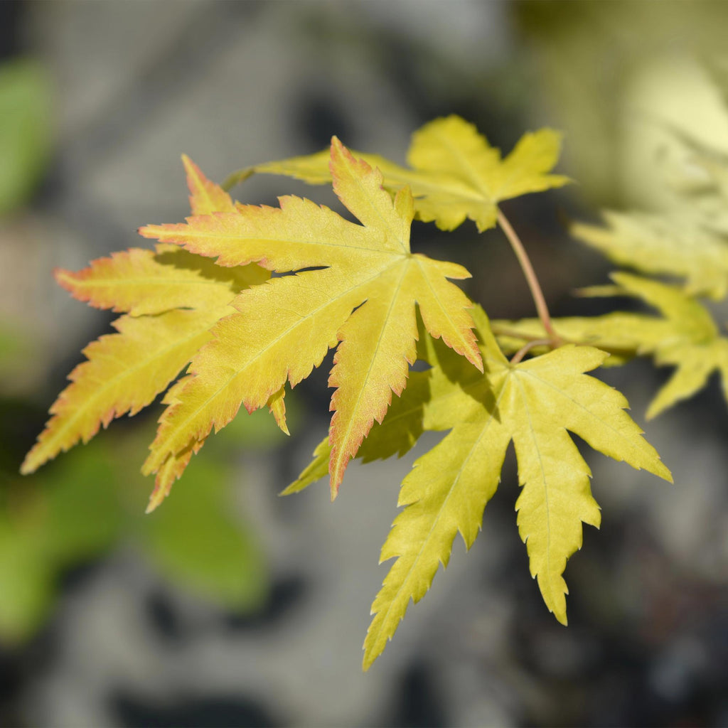 Acer palmatum Orange Dream, groeiwijze van de plant