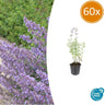 60x Nepeta 'Walker's Low'