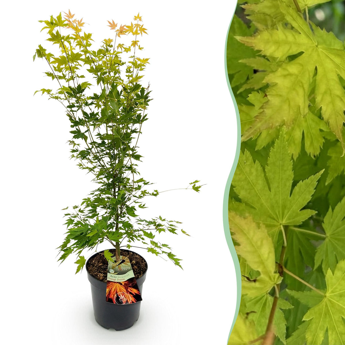 Acer palmatum Orange Dream, detail van het blad