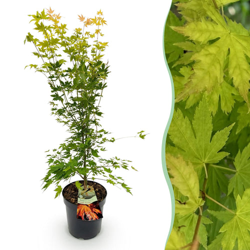 Acer palmatum Orange Dream, detail van het blad
