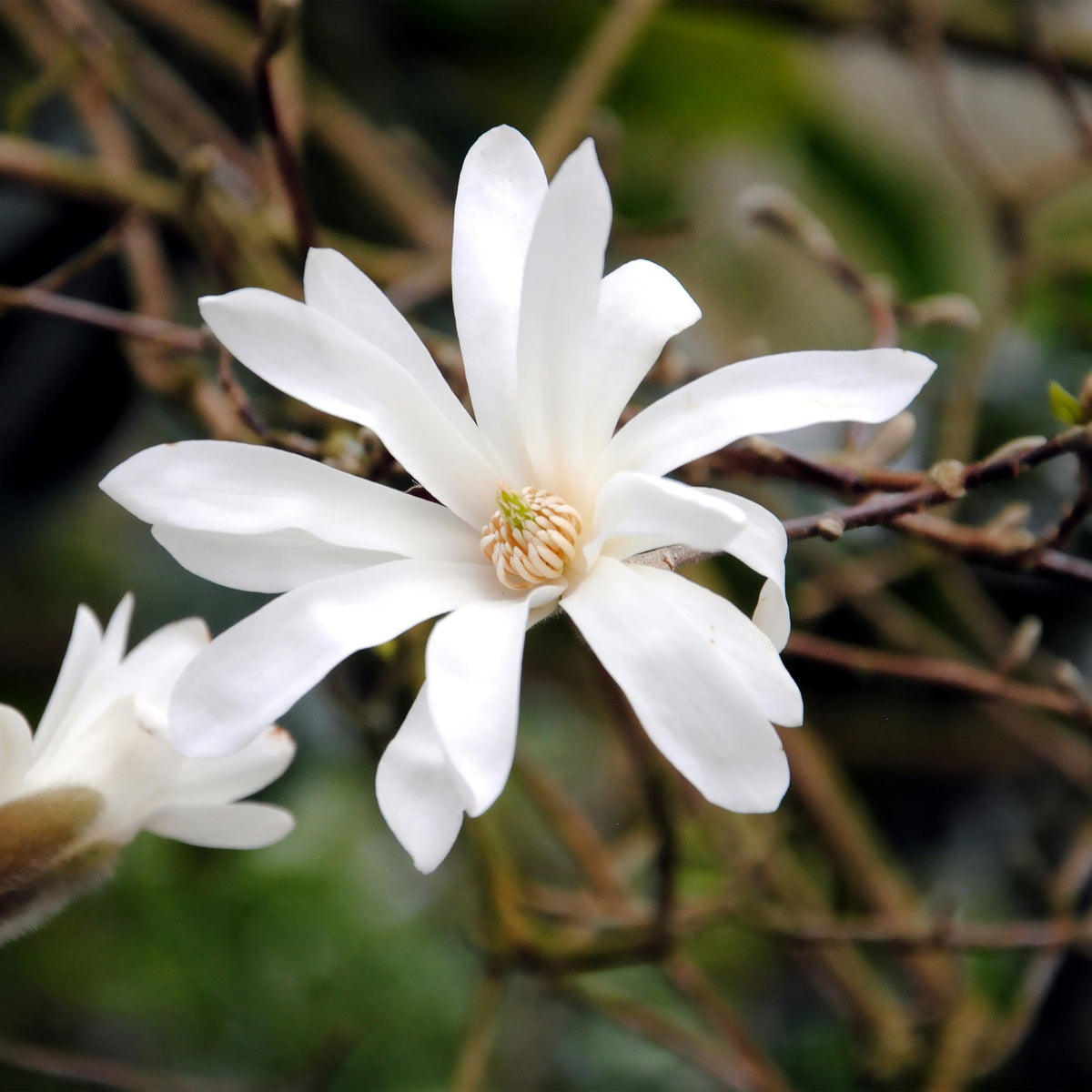 Magnolia Stellata, kenmerkend blad