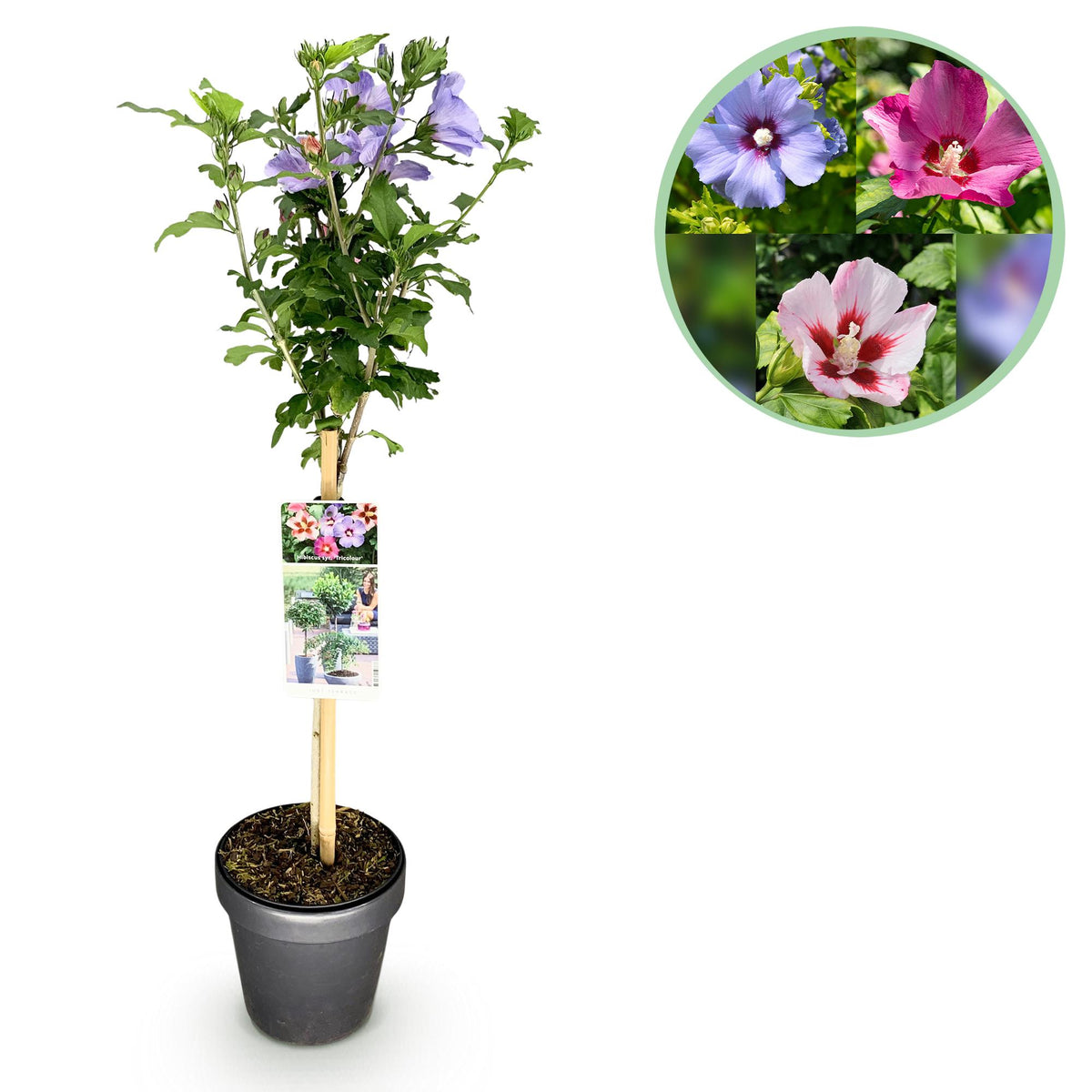 Hibiscus syriacus Tricolour, detail van het blad