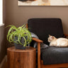 Chlorophytum comosum Bonnie met grijze pot