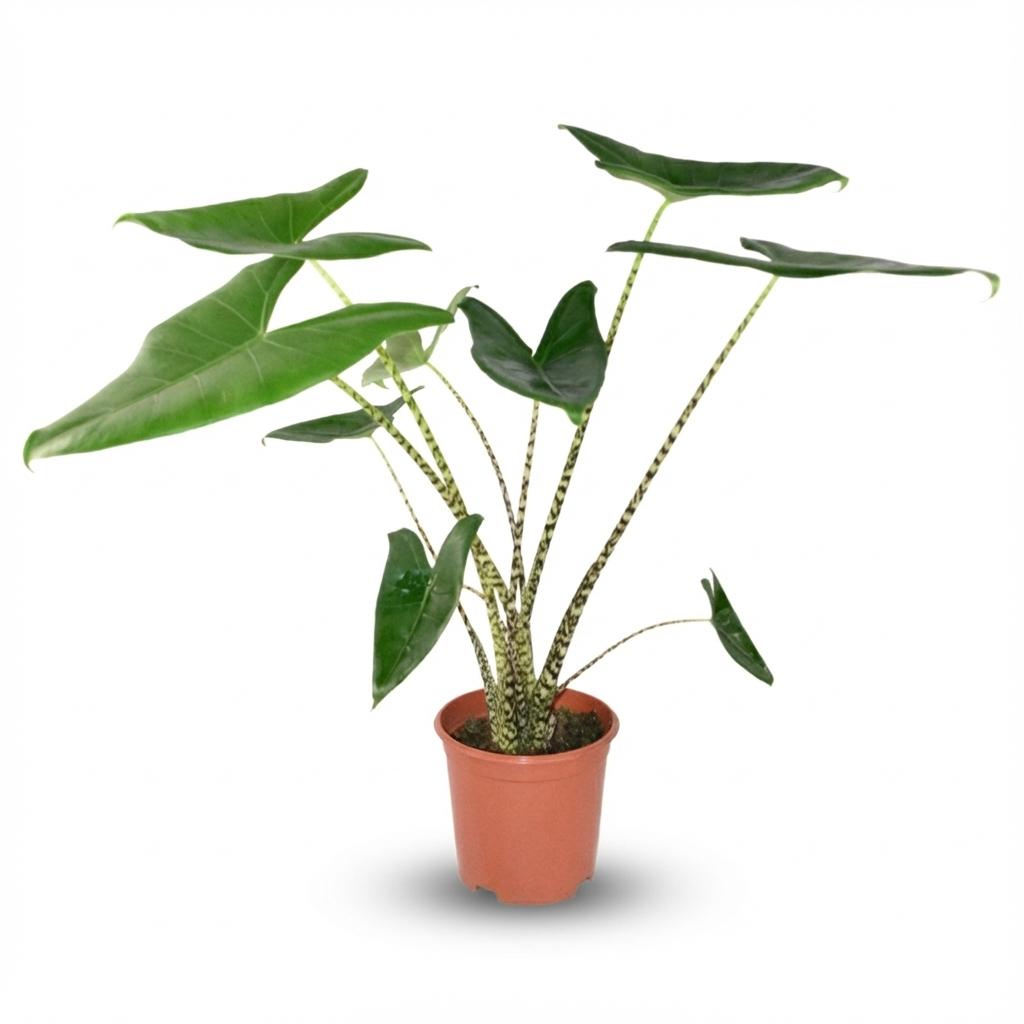 Alocasia Zebrina, 70-75 cm hoog, detail van het blad
