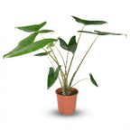 Alocasia Zebrina, 70-75 cm hoog, detail van het blad