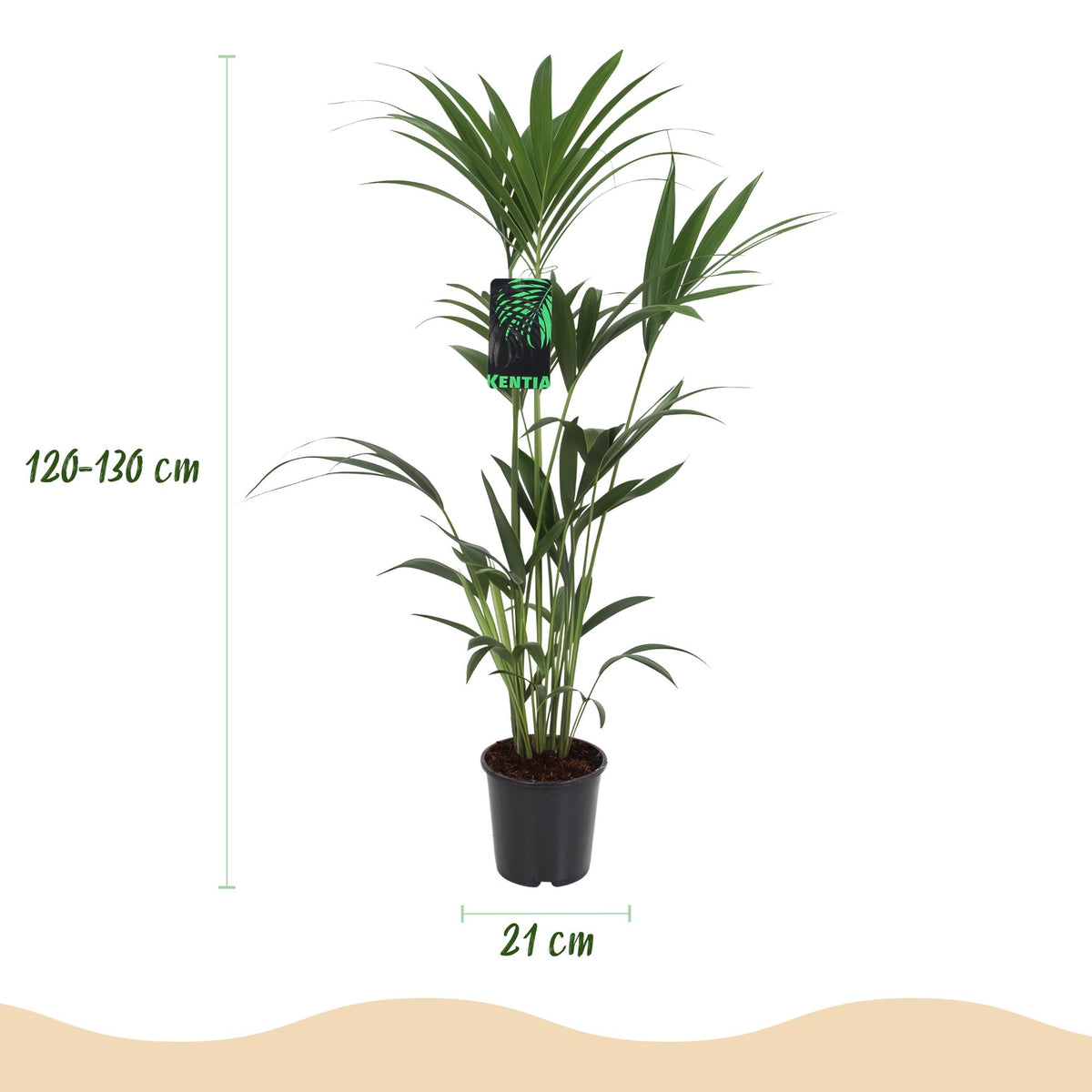 Howea Forsteriana, kenmerkend blad