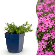 Vlambloem MacDaniel&