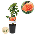 Rosa Orange Climber, plant in pot