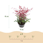 Nandina Tricolour, groeiwijze van de plant