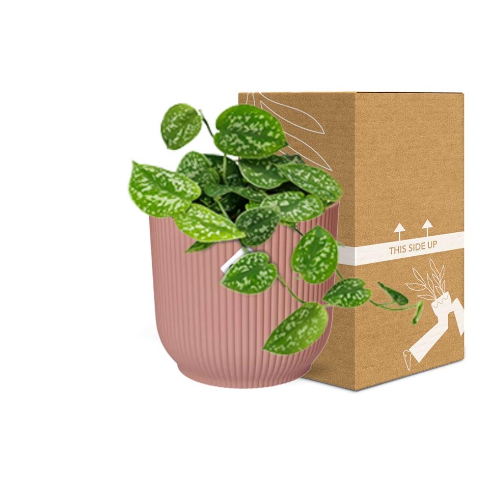 Detailfoto van Scindapsus Pictus ‘Argyraeus’ in ELHO Vibes Fold 14cm roze