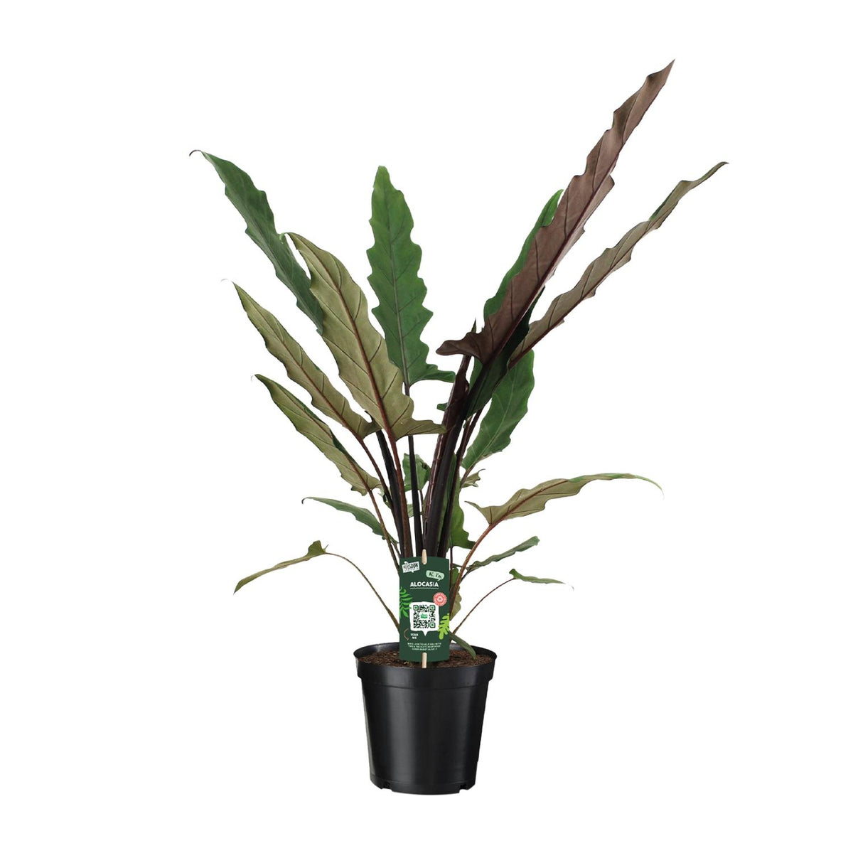 Detailfoto van Alocasia Lauterbachiana