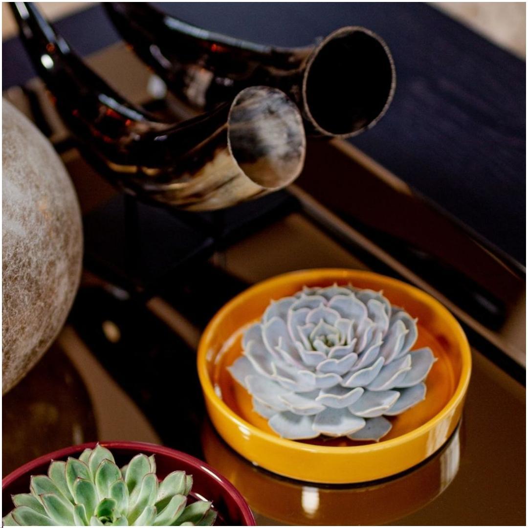 ROOTLESS Succulent Echeveria Lilacina in schaal 'geel', plant in pot