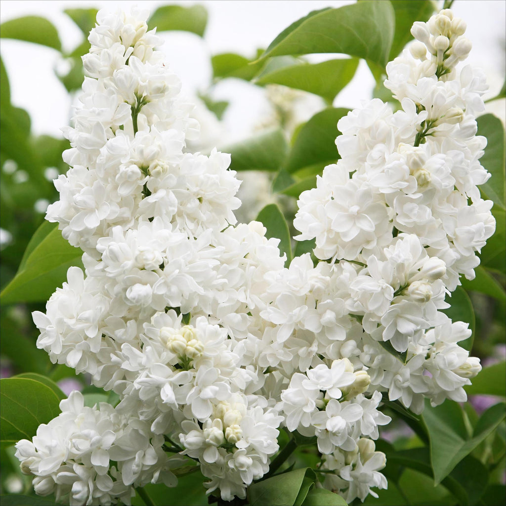 Gewone sering Mme Lemoine, heester met witte bloemen, groeiwijze van de plant