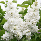 Gewone sering Mme Lemoine, heester met witte bloemen, groeiwijze van de plant