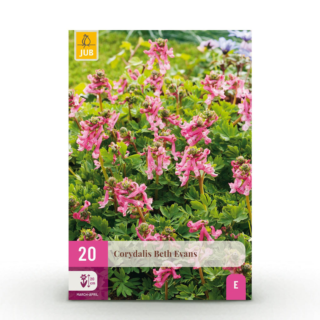 Corydalis Beth Evans, detail van het blad