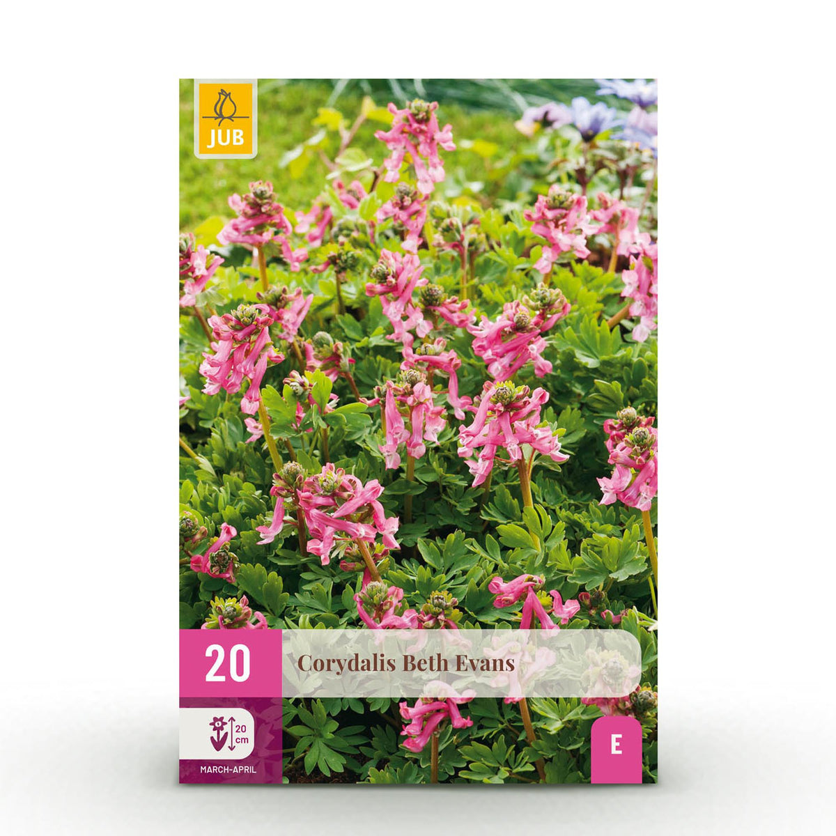 Corydalis Beth Evans, detail van het blad