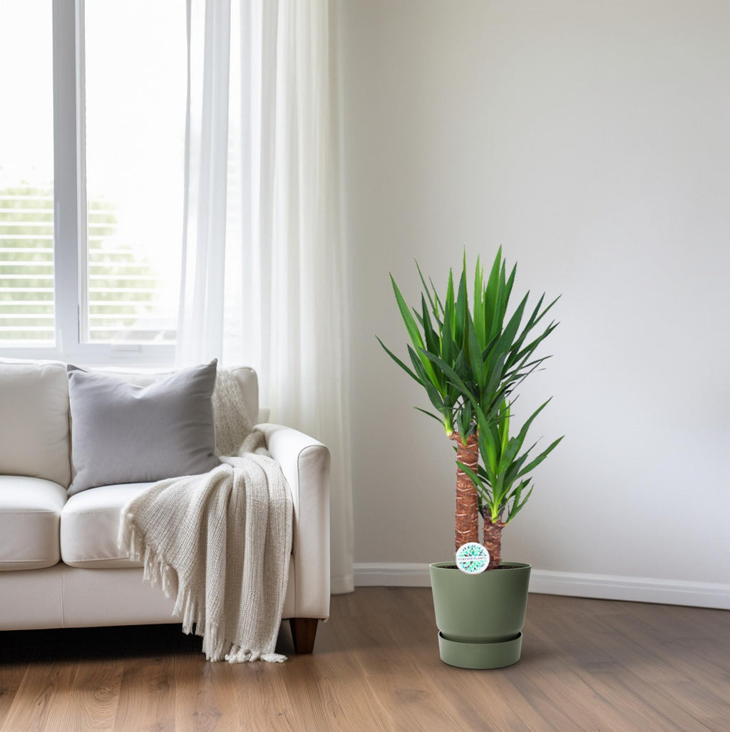 Yucca, plant in pot